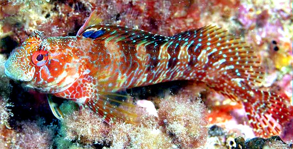 Parablennius ruber_0999